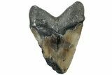 Serrated, Fossil Megalodon Tooth - North Carolina #309493-1